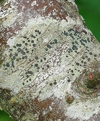 Lecidella elaeochroma