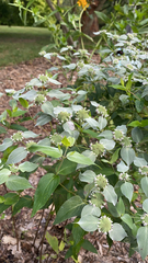 Pycnanthemum muticum