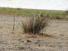 Echium vulgare