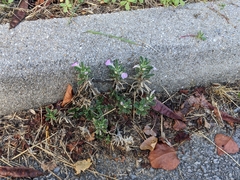 Ajuga iva