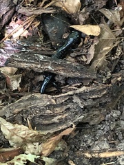 Plethodon chlorobryonis