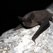 Murciélago Cola Suelta Mexicano - Photo (c) U.S. Fish and Wildlife Service Headquarters, algunos derechos reservados (CC BY)