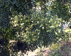 Styphnolobium japonicum