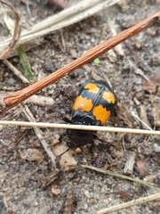 Nicrophorus vespilloides