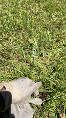 Spiranthes lacera