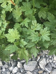 Ribes oxyacanthoides