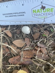Leucocoprinus cepistipes