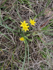 Hypoxis