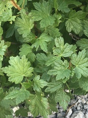 Ribes oxyacanthoides