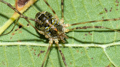 Lacinius dentiger