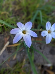 Ipheion uniflorum