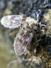 Pericomini