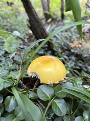 Amanita