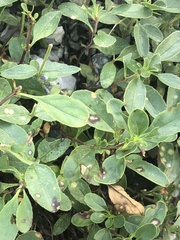 Penstemon ellipticus