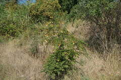 Paliurus spina-christi