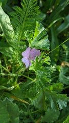 Malva moschata