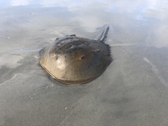 Limulus polyphemus