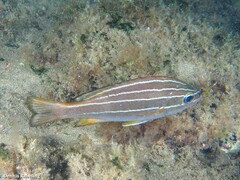 Parapristipoma octolineatum