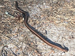 Anguis colchica