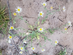 Aphanostephus ramosissimus