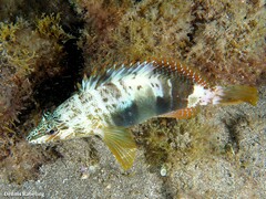 Serranus papilionaceus