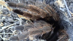 Aphonopelma eutylenum