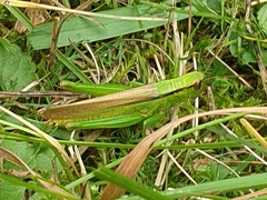 Mecostethus parapleurus