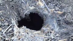 Aphonopelma eutylenum