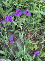 Verbena rigida