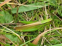 Mecostethus parapleurus