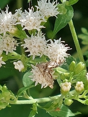 Petrophila fulicalis