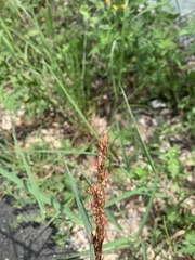 Sorghum halepense