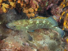 Epinephelus marginatus