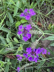 Verbena rigida