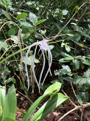 Hymenocallis littoralis