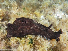 Aplysia dactylomela