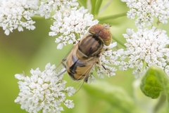 Eristalinus megacephalus