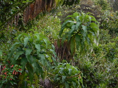 Siphocampylus giganteus