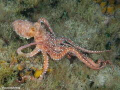 Callistoctopus macropus