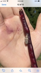Lepidoptera