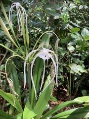 Hymenocallis littoralis