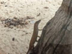 Anolis cristatellus cristatellus