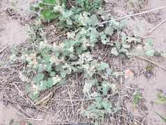 Sphaeralcea lindheimeri