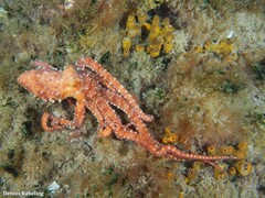 Callistoctopus macropus
