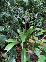 Hymenocallis littoralis