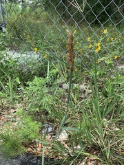 Sorghum halepense