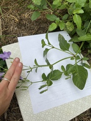 Ruellia nudiflora