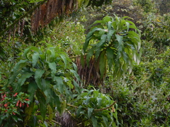 Siphocampylus giganteus