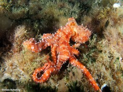 Callistoctopus macropus