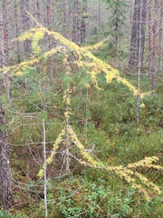 Larix decidua